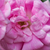 Różowy  - Róże pnące ramblery - Superb Dorothy